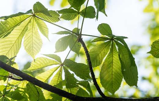 Chestnut tree leaves