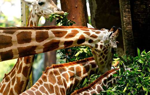 Close up feeding giraffe