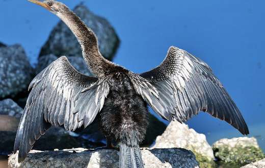 Cormorant bird animal