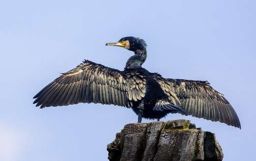 Cormorant bird puzzle