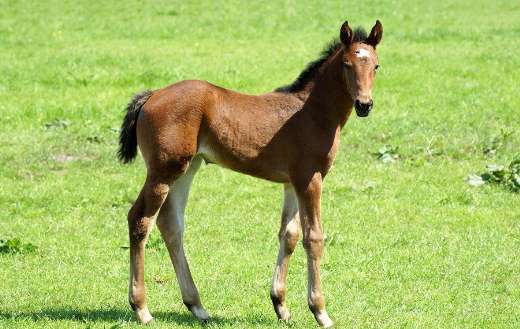 Cute foal horse animal