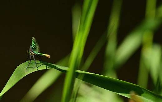 Damsel flies a flying insects
