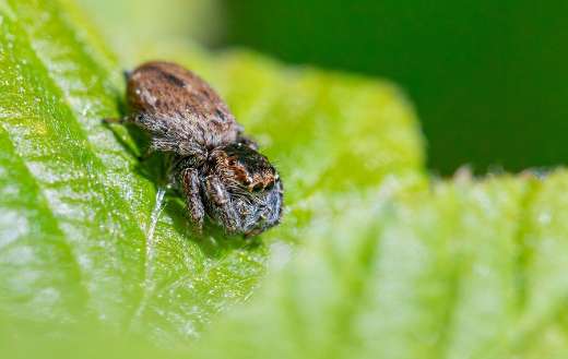 Evarcha jumping spider
