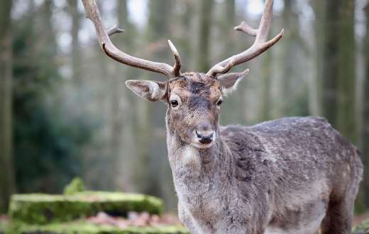 Fallow deer 1