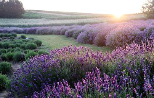 Field of lavender flowers landscape