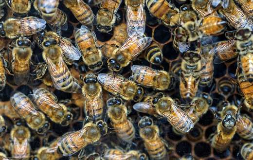 Group of bees inside the hive