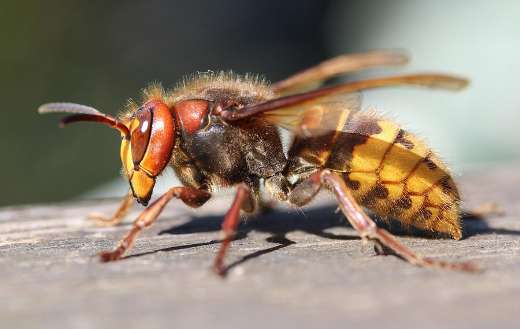 Huge wasp insect online