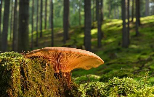 Large mushroom growing stump tree