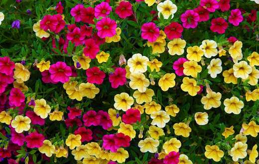 Magic bells petunias flowers