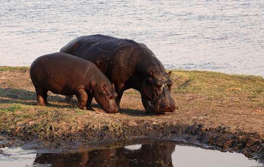 Mother baby hippo in safari