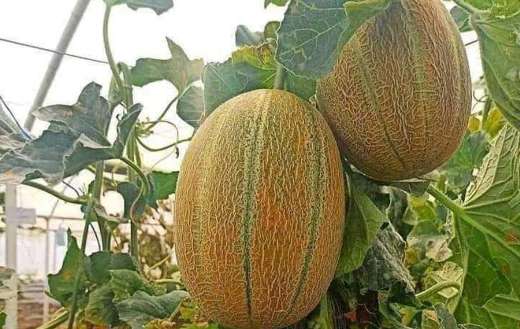 Musk melon fruit