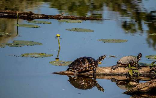 Painted turtle native in North America