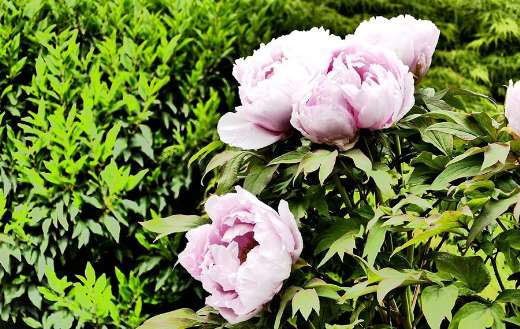 Peonies roses flowers