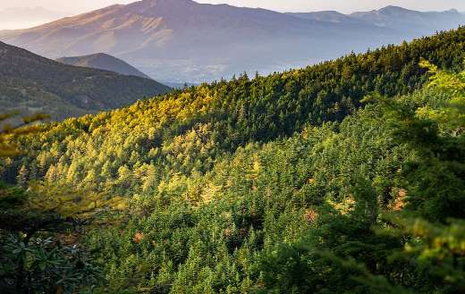 Pine trees in the mountain