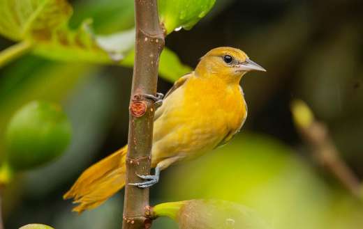 Plumage golden oriole bird