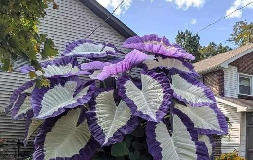 Purple side giant caladium