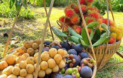 Rambutan longan mangosteen fruits