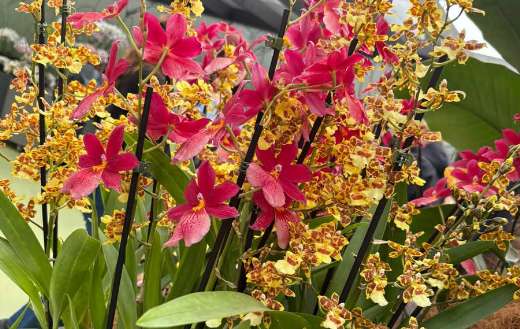 Small medium sized orchids