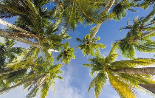 Summer with blue sky trees