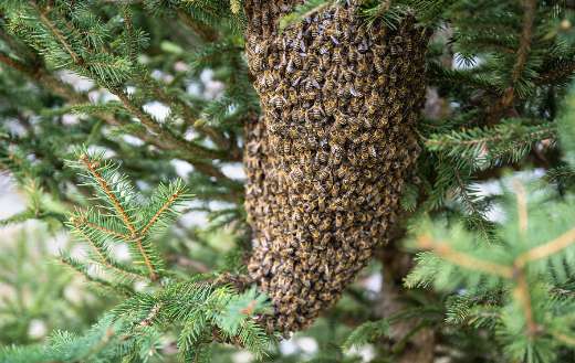 Swarm of bees insects