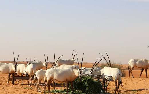 The arabian oryx