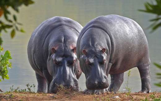 Two huge hippo animals