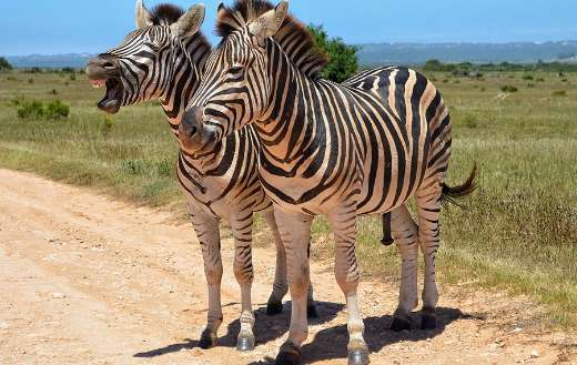 Two safari zebras