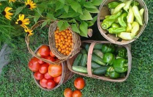 Very fresh harvested vegetables in the yard