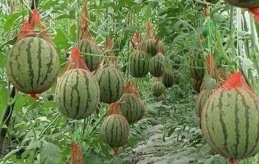 Way of growing watermelon