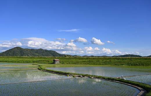 Yamada Japan rice field paddy