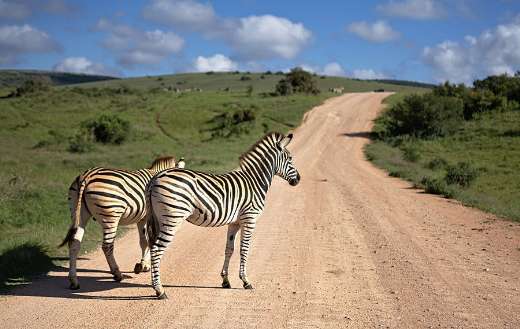 Zebras South Africa 