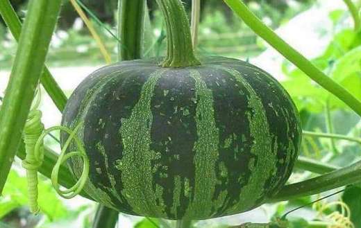 A cultivated winter squash