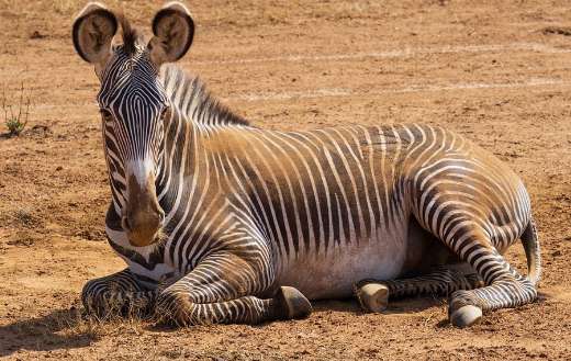 Africa wildlife zebra