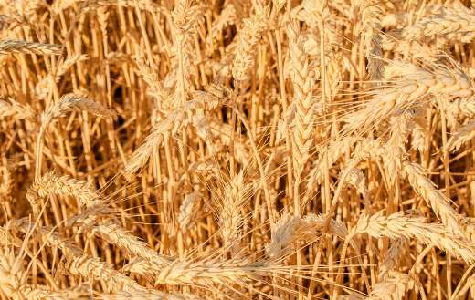 Agricuture crop wheat farm