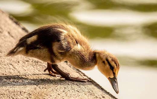 Alone duckling looking for food