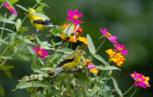 American gold finches perched in summer flowers