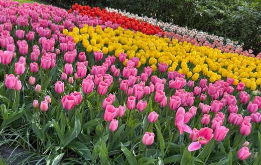 Assorted tulips flowers in the Netherlands garden