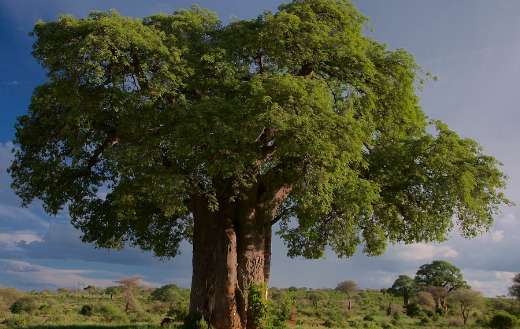 Baobab tree Tarangire park