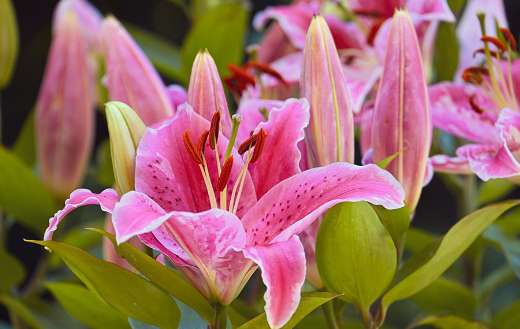 Beautiful lilies flowers