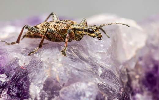 Black spotted loghorn beetle