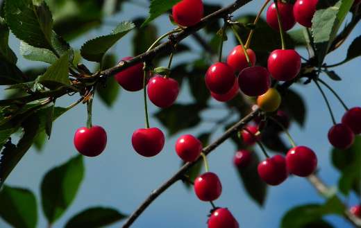 Chrries fruit morello