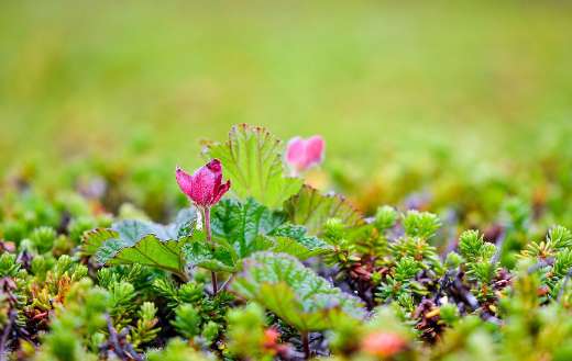 Cloudberry polish suomuurain nature