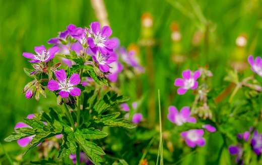 Cranesbill flowers plant
