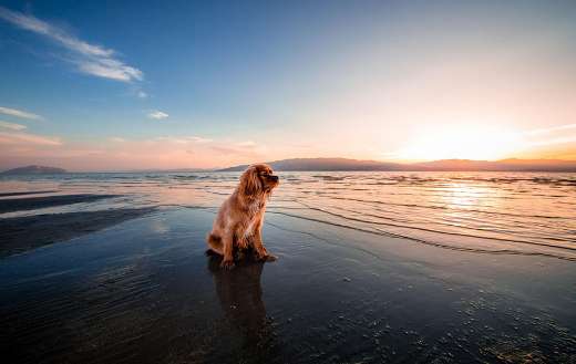 Dog moment in the beach