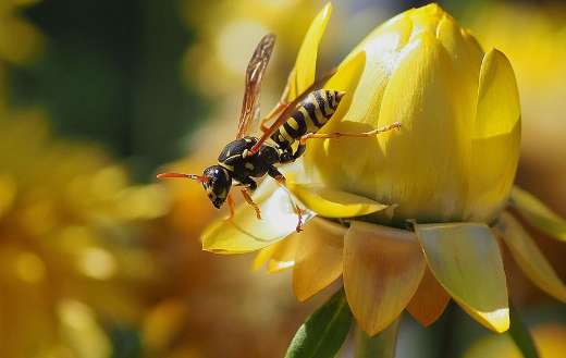 Field wasp insect by the yellow flower