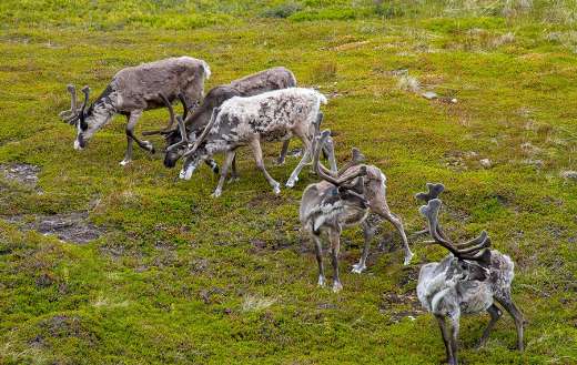 Five reindeer grazing