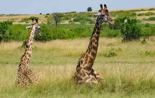 Giraffes sitting puzzle