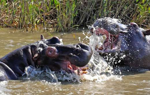 Hippo wild game in the water