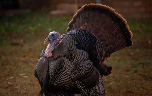 Huge turkey bird