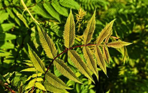 Leaves nature foliage